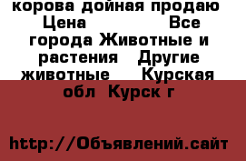 корова дойная продаю › Цена ­ 100 000 - Все города Животные и растения » Другие животные   . Курская обл.,Курск г.